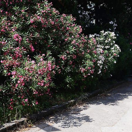Apartment Garden Kotor Zewnętrze zdjęcie