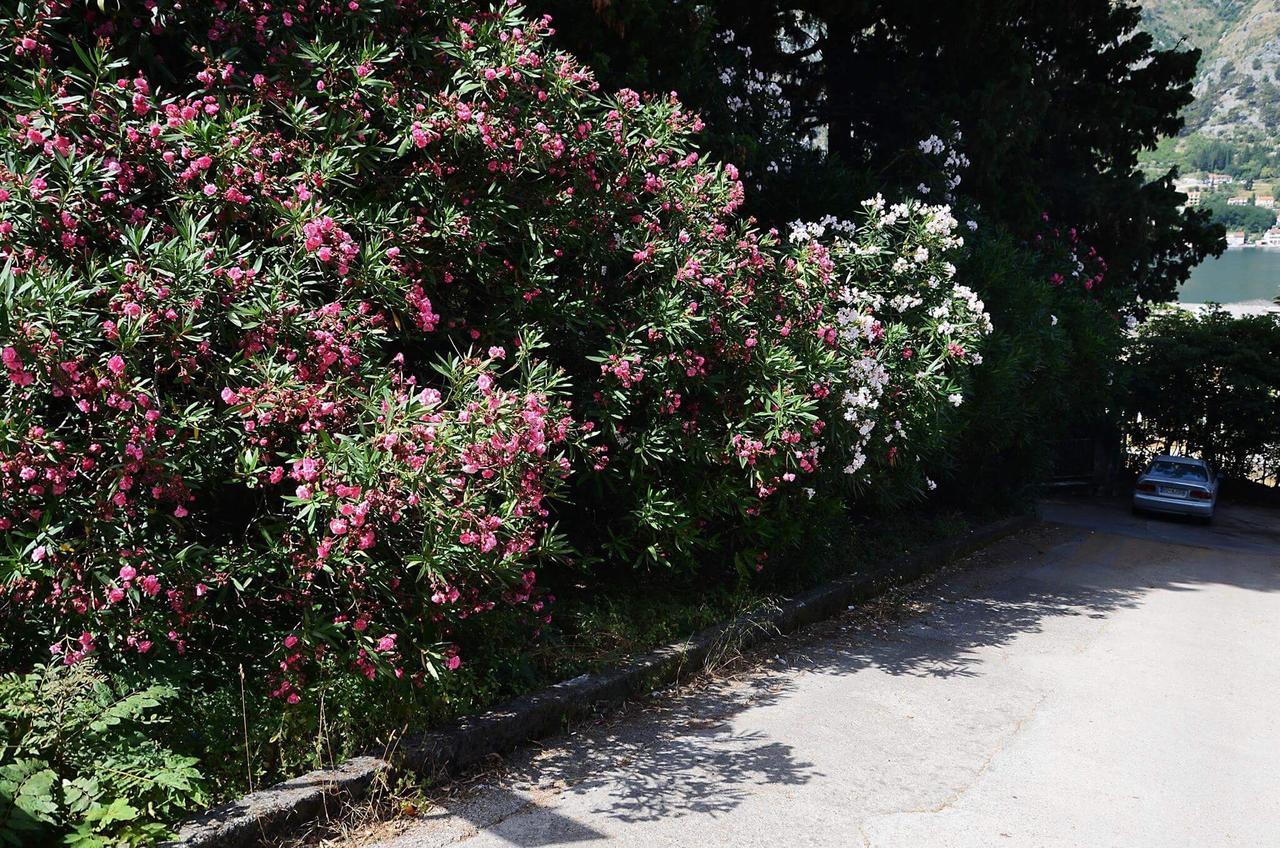 Apartment Garden Kotor Zewnętrze zdjęcie